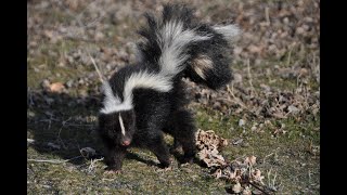 Skunk Caught On Camera