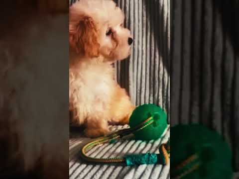 Perros Maltipoo en venta