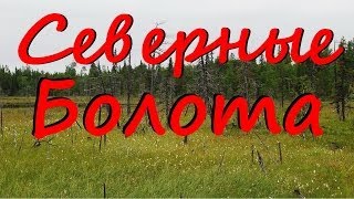 preview picture of video 'Болота - это основная часть Севера г.Ноябрьск ЯМАЛ, поют птички'