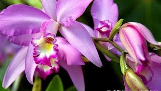 preview picture of video 'Vallarta Botanical Gardens - Holstein Orchid and Vanilla Conservatory'