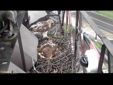 Arthur Adds a Stick and Big Red Vocalizes | Cornell Hawks Cam – April 26, 2019