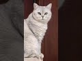 Animasi Kucing Joget Lucu Gemoy