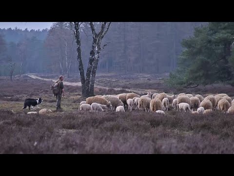 De Schatkist van Gelderland 11 mei 2019 - Schaapskudde Loenermark