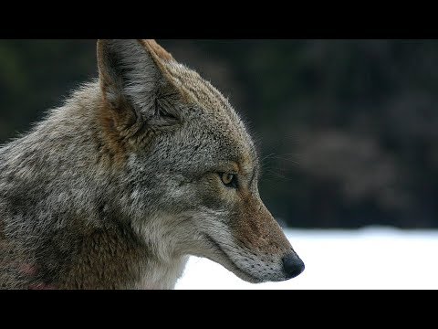 HIDDEN PREDATORS HUNTING - Sneakiest Animals On The Planet (Full) (Animal Nature Documentary)