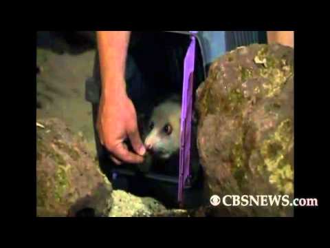 CBS News The Feed - Heidi, the cross-eyed opossum, is dead