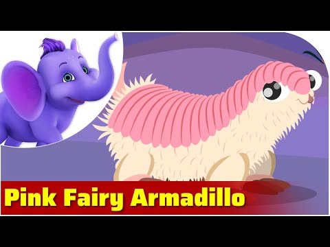 Pink Fairy Armadillo / Weird Animal Songs / Appu Series