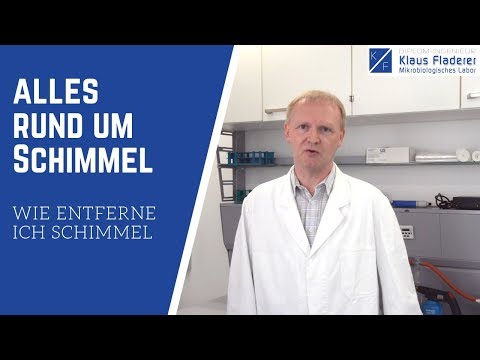 Schimmel sicher entfernen - Die 10 besten Tipps vom Spezialisten Top Serie 5/6