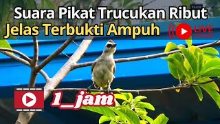 Download lagu Suara trucukan pikat ribut paling ampuh gacor ‼️ mp3 Download lagu Suara trucukan pikat ribut paling ampuh gacor ‼️ mp3