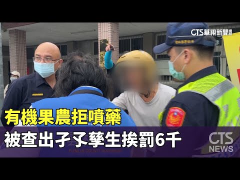 有機果農拒噴藥　被查出孑孓孳生挨罰6千