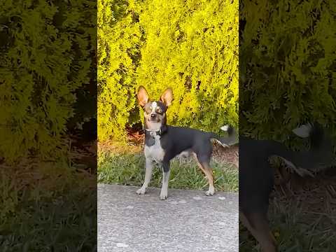 Dog Gets Caught Trying To Run Away