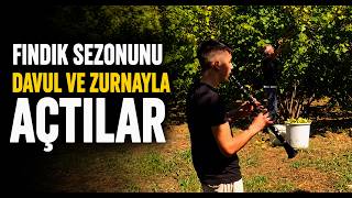  Fındık Sezonunu Davul ve Zurnayla Açtılar
