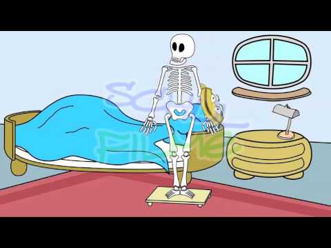 Schulfilm: Menschliches Skelett  (Vorschau)