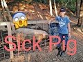 Sick Pig!! Pig won't eat!! Pig Farmer Ben #4