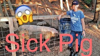 Sick Pig!! Pig won&#39;t eat!! Pig Farmer Ben #4