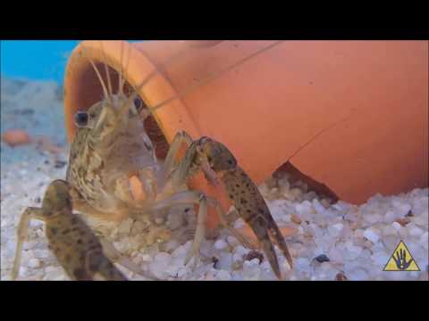 Understanding Crayfish: A beginner's Guide | SlapHazard Films