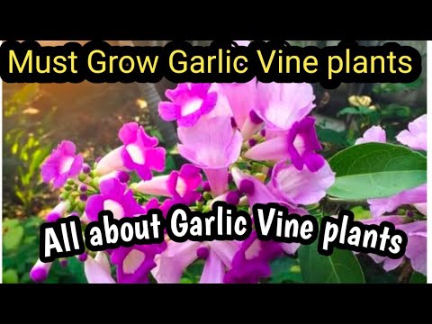 How to Care tips about Garlic vine plants fertilizer all about this plant@GardeningwithMalwinderkaur