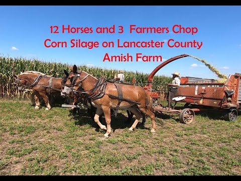 Amish Farmers Chopping Corn Silage With 12 Horses in Lancaster County, Pennsylvania
