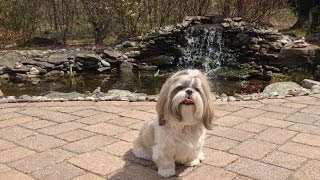 preview picture of video 'First pond fish spring feeding with Shih Tzu dog Lacey'