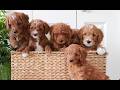Mini Goldendoodle dogs for sale: Hayes  - Video 1