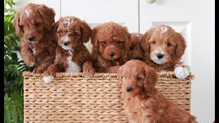 Video preview image #1 Goldendoodle (Miniature) Puppy For Sale in LANCASTER, PA, USA