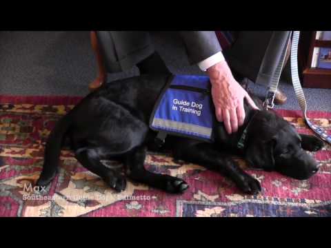 guide dog in training