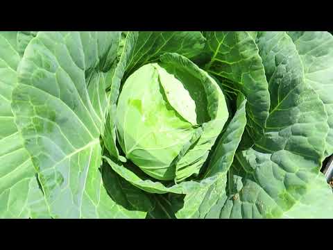 National Field Day - Cabbages