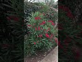 Pink And Red Oleanders Flower Pinkflowers