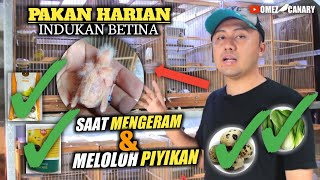 Download lagu Settingan Pakan & EF indukan kenari saat meloloh piyikan dan mengeram mp3