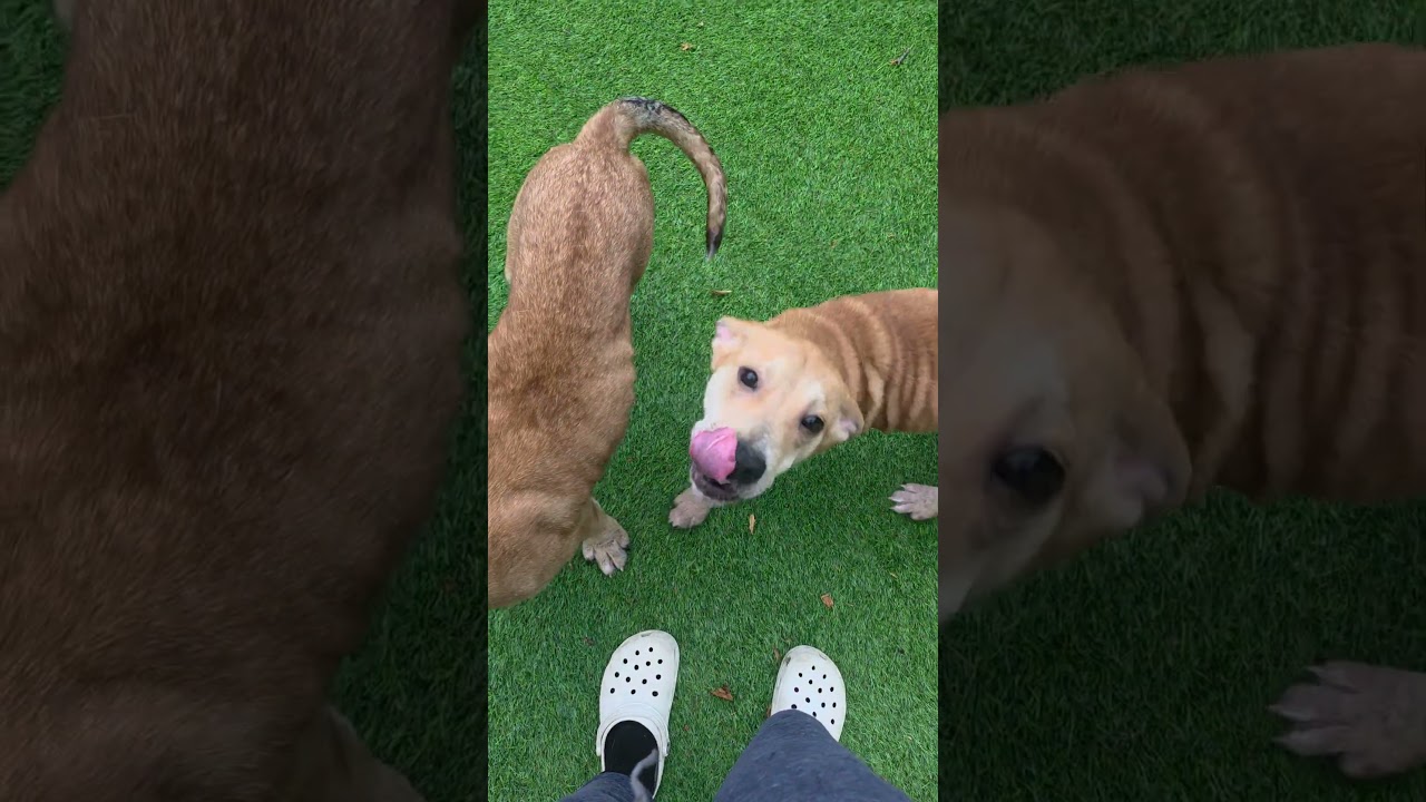 Felix, a Adoptable mixed breed in Blairstown, NJ video 6/6