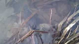 preview picture of video 'Brown Trout @ Zlatna Panega River'