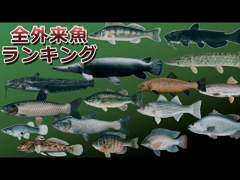 , title : '世界の外来魚大図鑑55種類！最凶最悪の魚は・・・'