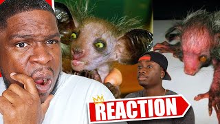 How Evolution Created the Ugliest Monkey in the World REACTION