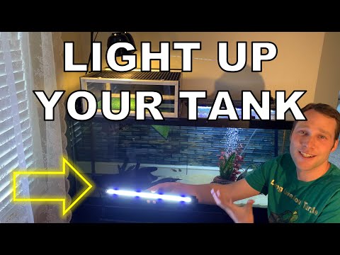 How to Light Up Your Turtle Tank - So EASY!