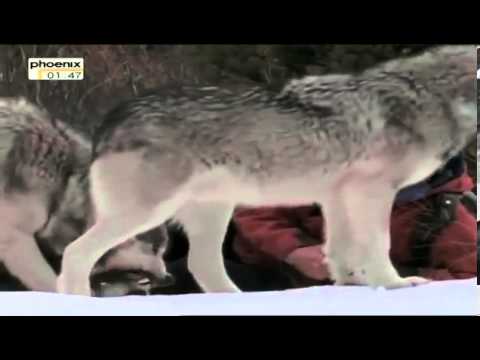 Schwarzes Wolfsblut   Überleben im Rudel Doku über Wölfe Teil 2