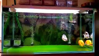 [問題]想要魚缸長綠地毯 燈具推薦 