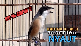 Download lagu burung cendet gacor FULL MATERI BONGKAR JITU PANCINGAN CENDET AGAR BUNYI jadikan BURUNG PENTET GACOR mp3