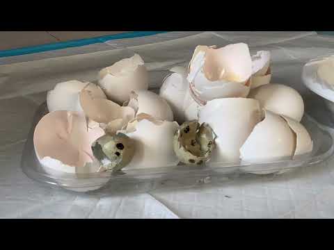 Egg Shells as Calcium Boost for Quail and Hen? Here’s How!