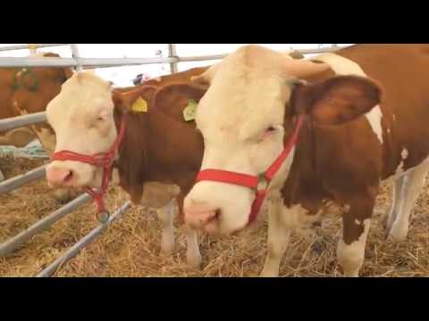 30 de ani de Agromalim 09 09 2019