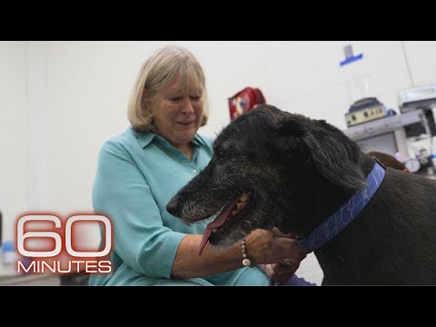狗狗研究有望揭示人類與毛孩的長壽健康之道｜60 分鐘 (Studying dogs may reveal path to longer, healthier life for dogs, humans | 60 Minutes)