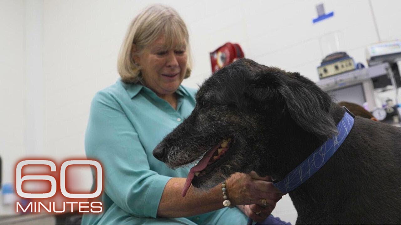 Studying dogs may reveal path to longer, healthier life for dogs, humans | 60 Minutes