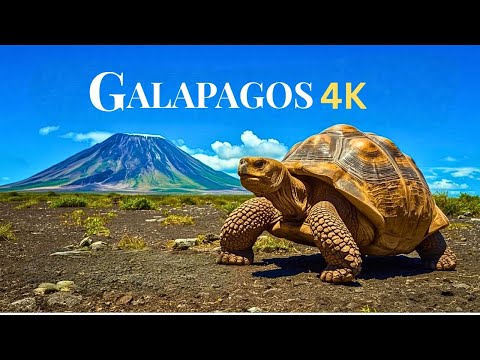 Galapagos‑Inseln 4K – Riesenschildkröte, Seelöwen & Vulkanische Ausblicke