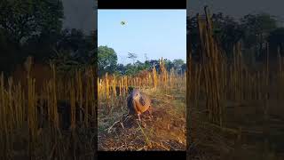 Download lagu Derkuku Memanggil Teman-temannya mp3