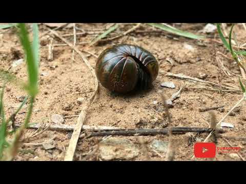 Pillbug Curls Before Crawling On The Ground