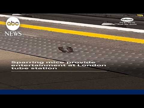 Sparring mice amuse London commuters
