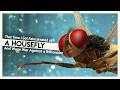 Eega Quality Sh Tpost From The Director Of RRR