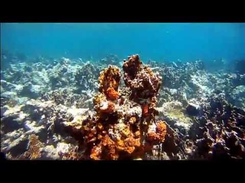 bunitesa bou lama video