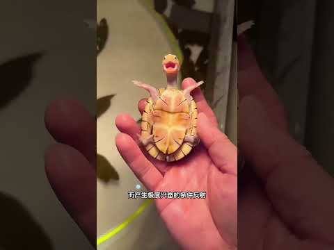 有趣的乌龟 #搞笑 #内容过于真实 #万万没想到