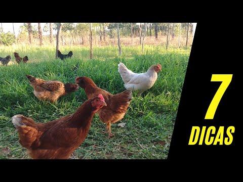 , title : 'Conheça essas 7 DICAS ANTES de iniciar sua criação de galinhas'