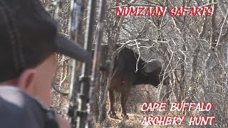 Cape Buffalo bow hunt in Africa DANGEROUS GAME arrow Shot placement on African Buffalo hunt POV