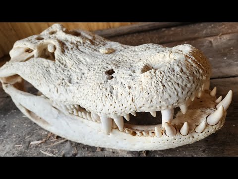 Huge Alligator Skull Head Restoration
